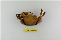 藏品(絨毛隆背蟹)的圖片